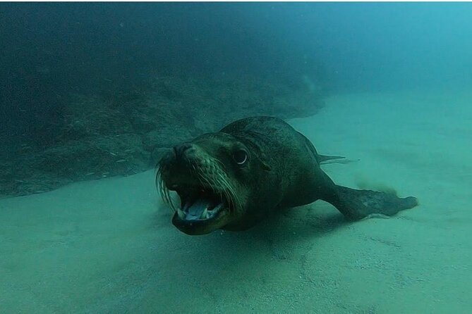 Non-Certified Diving Adventure in Cabo San Lucas - Value for a First-Time Scuba Experience