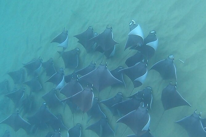 Non-Certified Diving Adventure in Cabo San Lucas - Why Piedra del Pelicano Matters