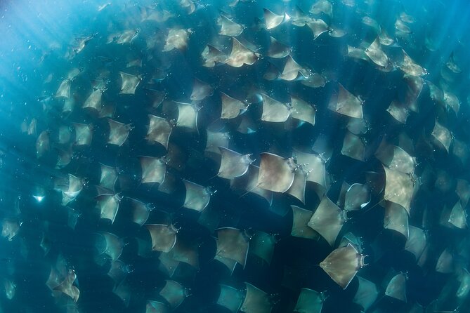 Ocean Safari in San Jose del Cabo - Key points to know before booking