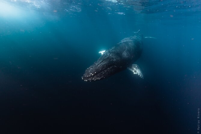 Ocean Safari in San Jose del Cabo - Why this is more than a standard Cabo boat trip