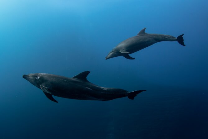 Ocean Safari in San Jose del Cabo - A comfortable boat for a five-hour search