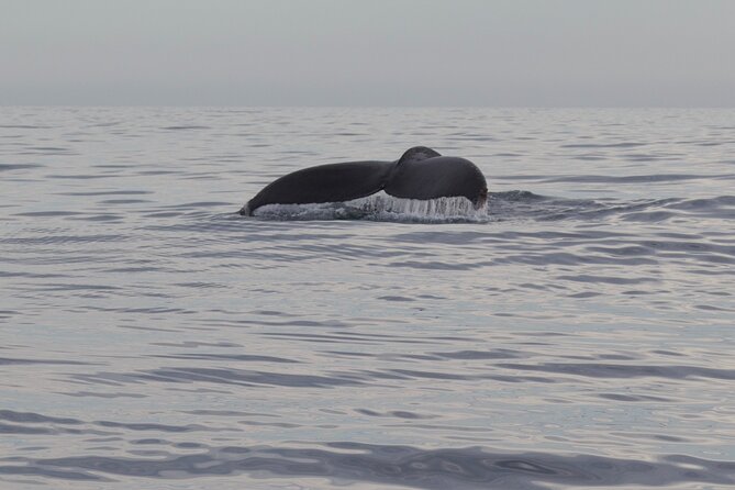 Ocean Safari in San Jose del Cabo - Snorkeling in a quieter cove