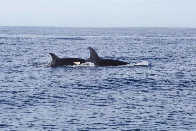 Ocean Safari in San Jose del Cabo - What the $200 price really covers