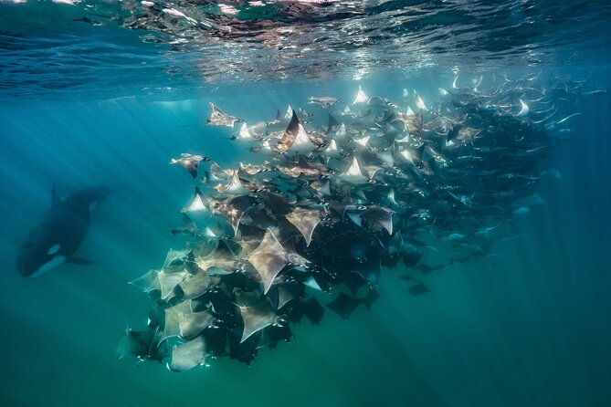 Ocean Safari: Sea Lions, Mobula Rays, Dolphins, Orcas & Whales - Mobula rays beneath the panga