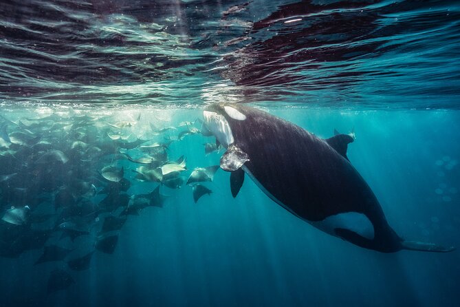 Ocean Safari: Sea Lions, Mobula Rays, Dolphins, Orcas & Whales - Guides who know how to search