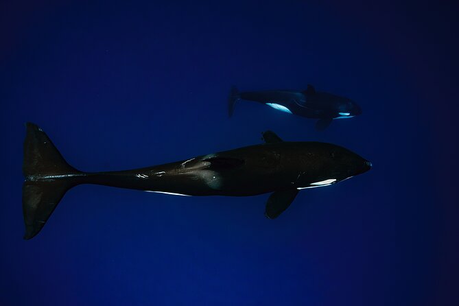 Ocean Safari: Sea Lions, Mobula Rays, Dolphins, Orcas & Whales - What the morning feels like