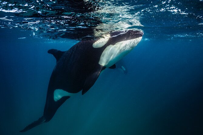 Ocean Safari: Sea Lions, Mobula Rays, Dolphins, Orcas & Whales - Who should book this experience