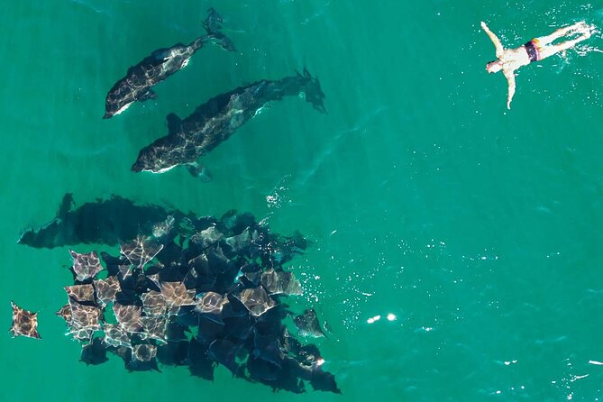 Ocean Safari: Sea Lions, Mobula Rays, Dolphins, Orcas & Whales - Weather, cancellations, and planning the risk