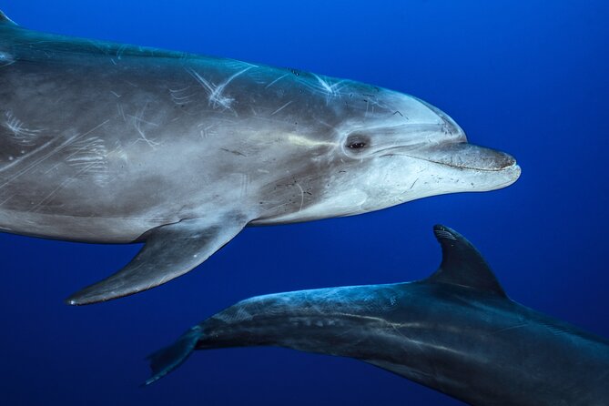 Ocean Safari: Sea Lions, Mobula Rays, Dolphins, Orcas & Whales - Dolphins, whales, and the lucky orca sighting
