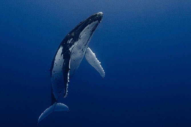 Ocean Safari Tour in Cabo San Lucas - Key points before you book