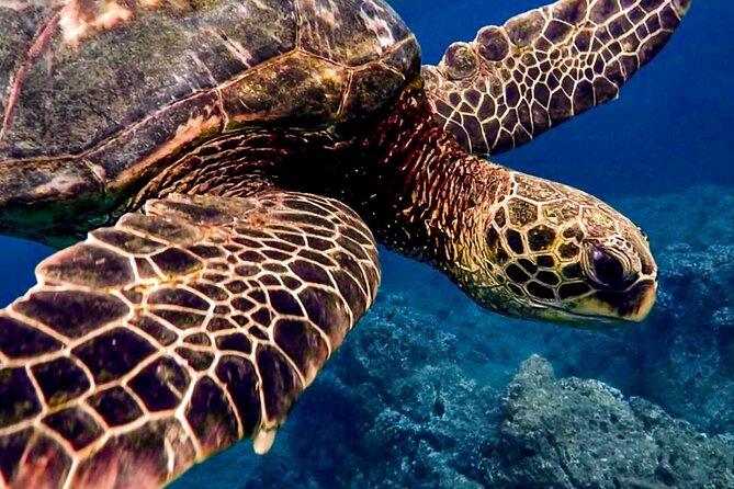 Ocean Safari Tour in Cabo San Lucas - A wildlife search, not a scripted boat ride