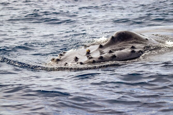 Ocean Safari Tour in Cabo San Lucas - What snorkeling adds to the day