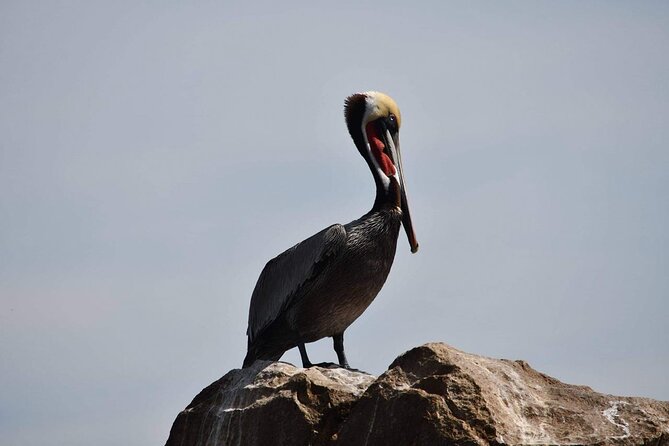 Ocean Safari Tour in Cabo San Lucas - Guides who shape the experience