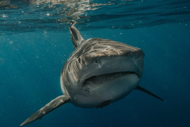 Ocean Safari Tour in Cabo San Lucas - How the price compares with the experience