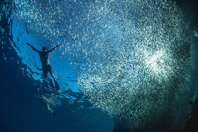 Ocean Safari Tour in Cabo San Lucas - Who should book this Cabo safari