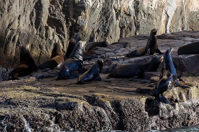 Ocean Safari Tour in Cabo San Lucas - Practical preparation for the marina