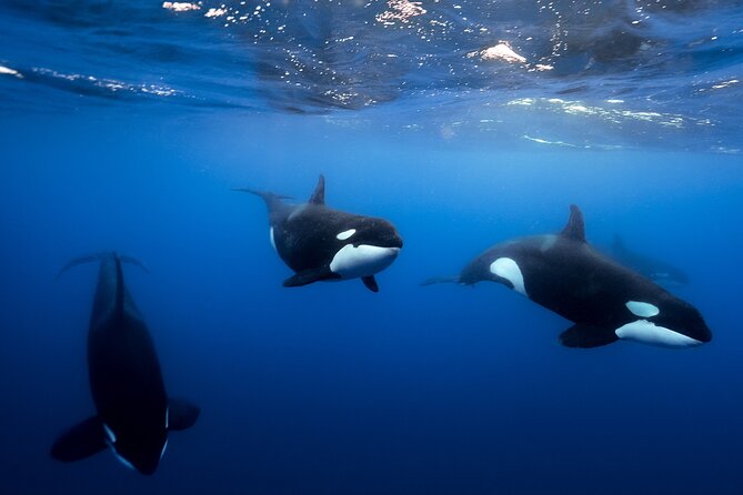Open Ocean Safari and Whale Watching - What this Cabo ocean safari is really about