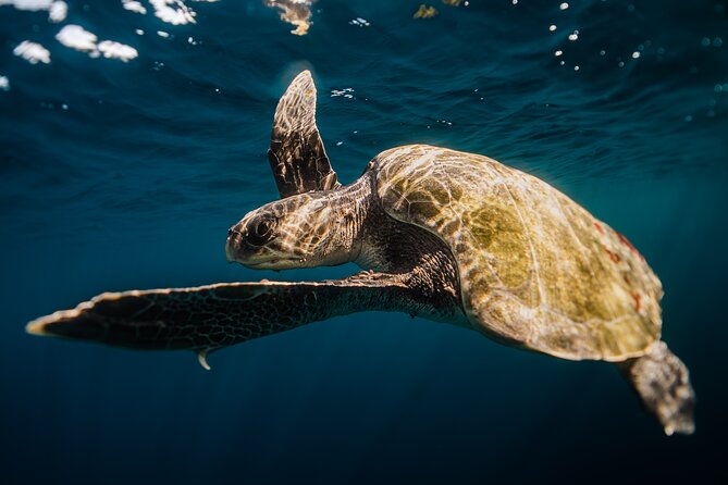 Open Ocean Safari and Whale Watching - Pelican Rock and the chance to get in the water
