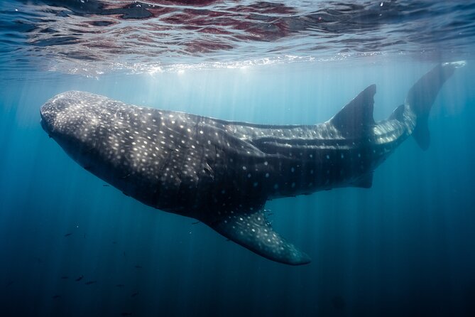 Open Ocean Safari and Whale Watching - Searching the Sea of Cortez