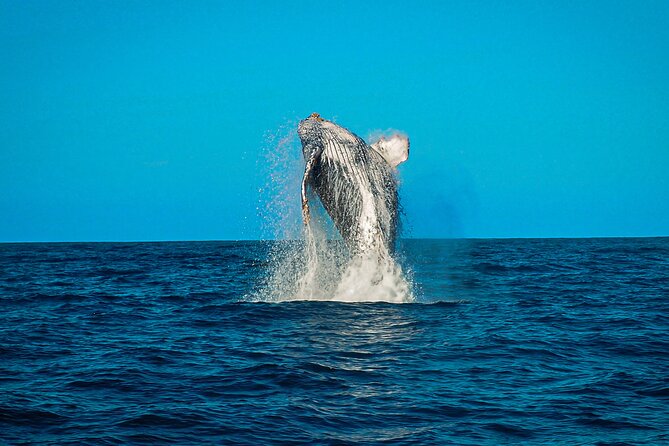 Open Ocean Safari and Whale Watching - Guides, photos, and the human side of the trip
