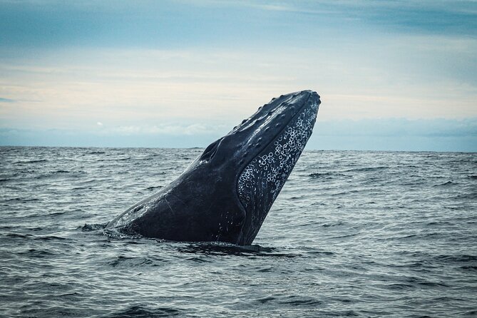 Open Ocean Safari and Whale Watching - What the $215 price buys you