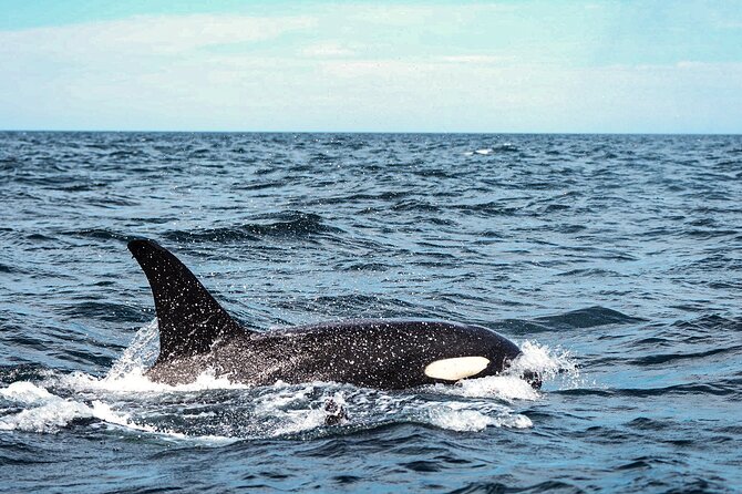 Open Ocean Safari and Whale Watching - The main risk: nature controls the score