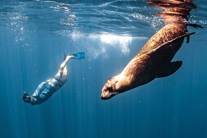 Open Ocean Safari and Whale Watching - Leaving from Marina del Rey at 9:00 a.m.