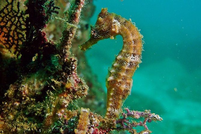 Pelican Rock Snorkeling and Sightseeing Adventure - Pelican Rock and the underwater view