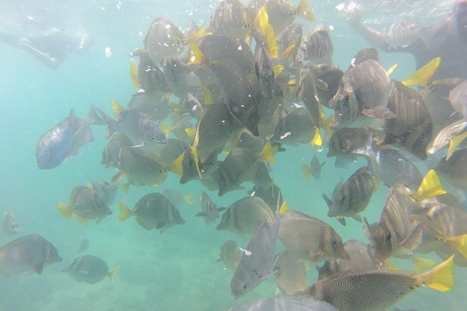 Pelican Rock Snorkeling and Sightseeing Adventure - Beach time and the Cabo rock formations