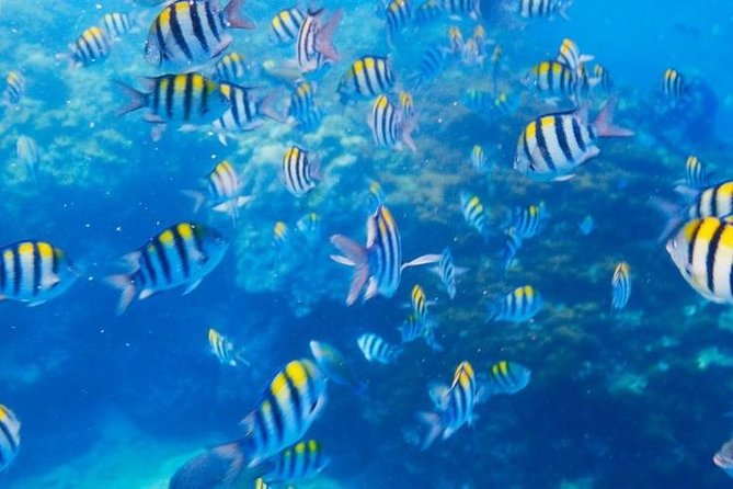 Private 3-Hour Snorkeling Tour with Arch Tour and Beach Time - Sea lions, Pelican Rock, and the glass-bottom view