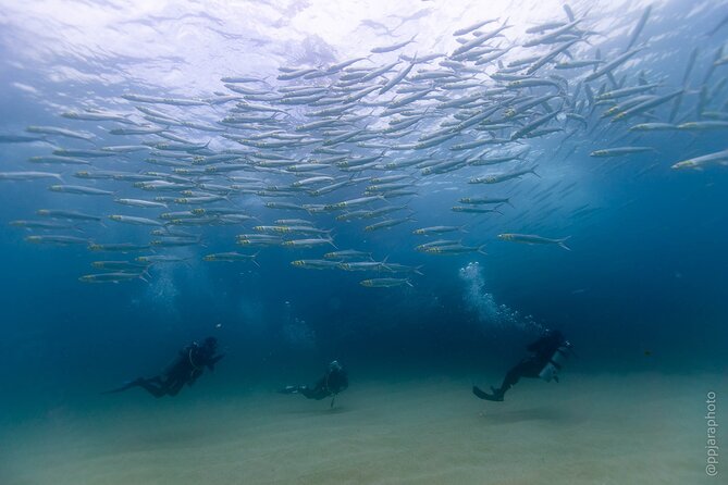 Private Beginner Scuba Diving Experience in Cabo San Lucas - Shallow water, pufferfish, and a depth you control