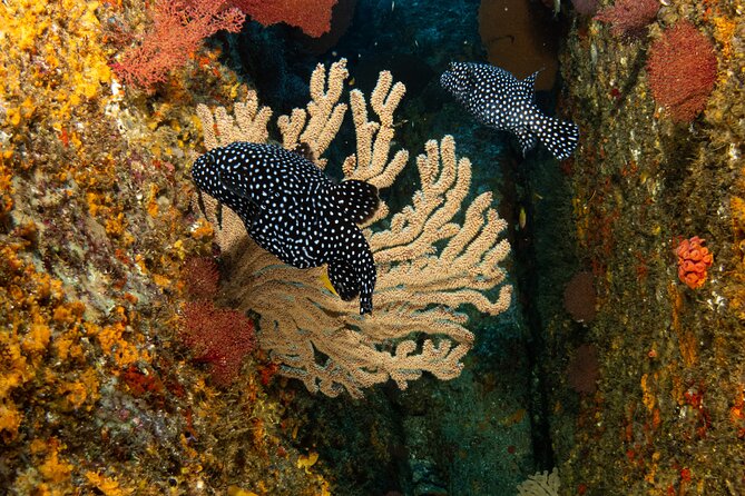 Private Beginner Scuba Diving Experience in Cabo San Lucas - Safety, medical screening, and comfort
