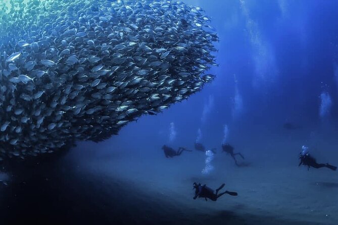 Private Dive Boat for Certified Divers - Cabo San Lucas - Key points for your Cabo scuba day