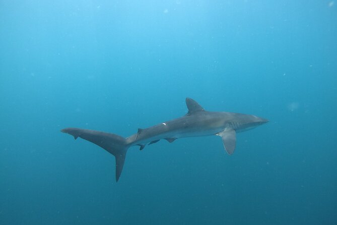 Private Dive Boat for Certified Divers - Cabo San Lucas - A private boat that keeps the day focused