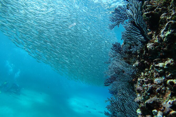 Private Dive Boat for Certified Divers - Cabo San Lucas - Underwater photos without paying for a full photographer