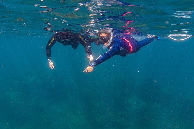 Private Guided Snorkeling in Cabo San Lucas - Starting at Plaza Nautica at 1:30 pm