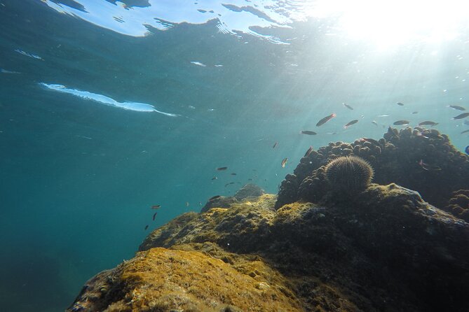 Private Guided Snorkeling in Cabo San Lucas - Meeting tropical fish near Cabo San Lucas