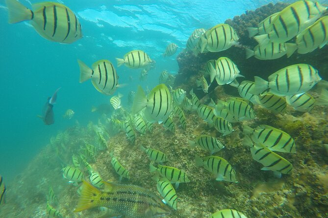 Private Guided Snorkeling in Cabo San Lucas - The quick El Arco photo stop