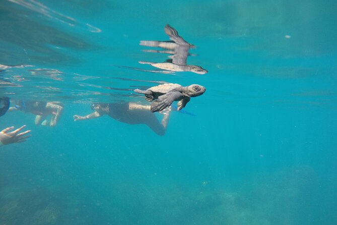 Private Guided Snorkeling in Cabo San Lucas - Is $575 a fair price for six people?