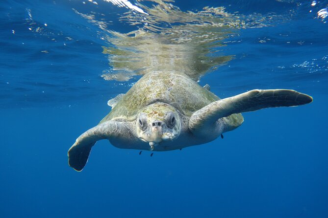 Private Guided Snorkeling in Cabo San Lucas - Snorkeling equipment, water, and snacks