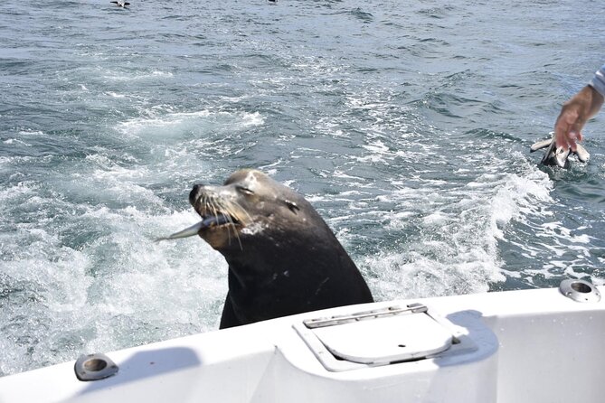 Private Half-day Deep Sea Fishing Charter in Cabo San Lucas - Cooking your catch after the boat ride