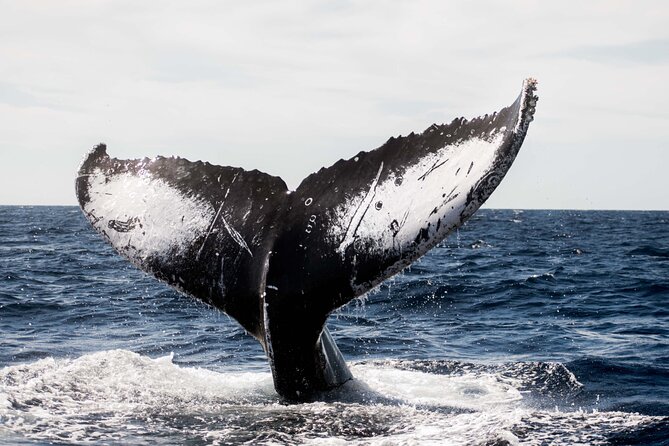 Private Humpback Whale Watching in Cabo San Lucas - Starting at CaboTrek Hotel Tesoro