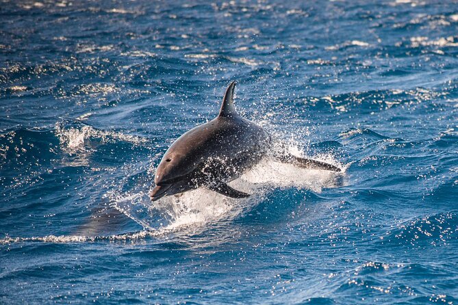 Private Humpback Whale Watching in Cabo San Lucas - Lover’s Beach, Pelican Rock, and Neptune’s Finger