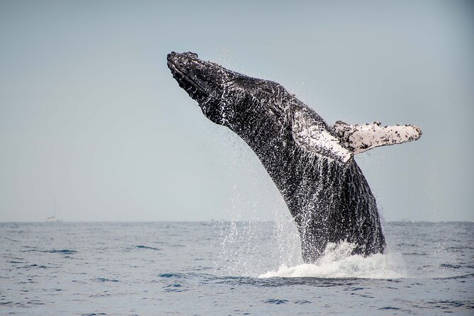 Private Humpback Whale Watching in Cabo San Lucas - Searching for humpback whales beyond the bay