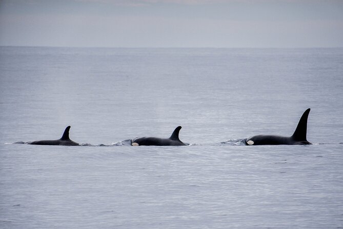 Private Humpback Whale Watching in Cabo San Lucas - What the private format is worth at $699