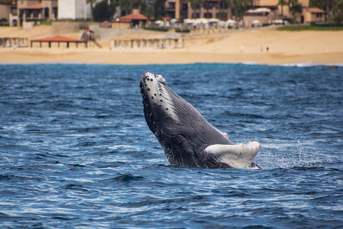 Private Humpback Whale Watching in Cabo San Lucas - Who will get the most from this outing