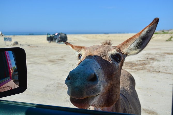 Private Jeep Tour Cabo Pulmo - Driving through the East Cape