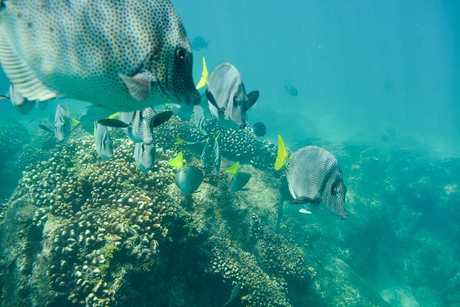 Private Los Cabos snorkeling tour to Chileno bay and Santa Maria cove - The early 7:30 am start is worth it