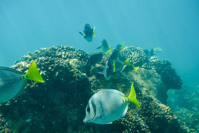Private Los Cabos snorkeling tour to Chileno bay and Santa Maria cove - Chileno Bay and clear water over the reef