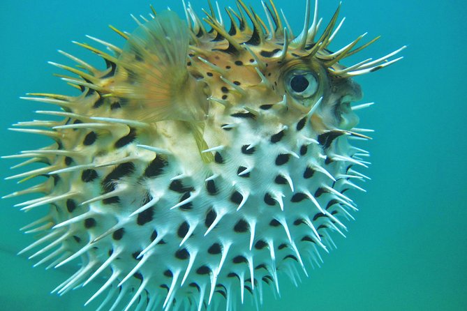 Private Snorkel Cruise in Cabo San Lucas - Santa Maria Bay and the snorkeling stop